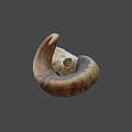 Detailed Ram Skull With Large Curved Horns Isolated On Black Background
