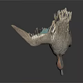 Flying Duck With Brown And Gray Feathers Against Dark Background