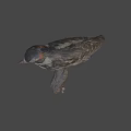 Realistic Woodpecker Taxidermy Specimen Perched On Natural Branch