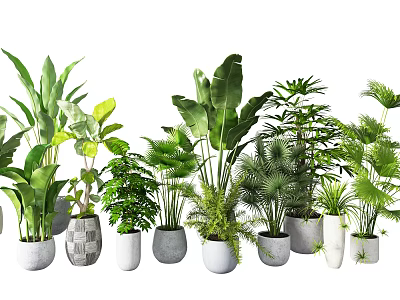 Various Lush Green Bonsai Potted Plants In Stylish Ceramic Pots For Indoor Home Decor 3d model