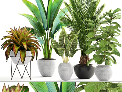 Indoor Bonsai Potted Plants With Tropical Green Leaves And Stylish Ceramic Pots 3d model