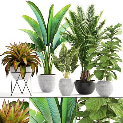 Indoor Bonsai Potted Plants With Tropical Green Leaves And Stylish Ceramic Pots 3d model