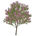 Tall Blooming Arbor With Lush Purple Flowers And Human Silhouette
