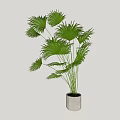 Green Potted Palm Plant With Fan Shaped Leaves In Gray Pot For Indoor Decoration