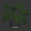 Monstera Plant With Large Green Leaves In Geometric Patterned Pot On Dark Surface