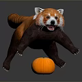 Cute Red Panda Toy Figure Playing With Small Orange Pumpkin On Dark Reflective Surface