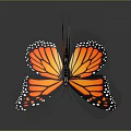 Two Orange And Black Winged Butterflies With Spots On Gray Background And Reflection