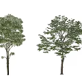 Two Green Leafy Trees With Thick Trunks And Lush Foliage In White Background 3d model