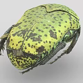 Close Up Of Green Beetle With Yellowish Green Body Black Spots And Rounded Exoskeleton