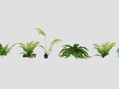 Various Fern Plant Combinations With Lush Green Foliage For Indoor Decor 3d model
