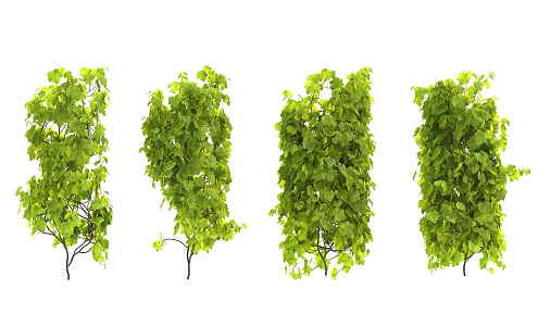 Modern Vine Climbing Vine 3d model