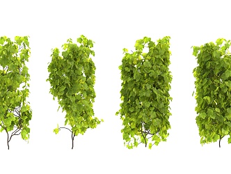 Modern Vine Climbing Vine 3d model