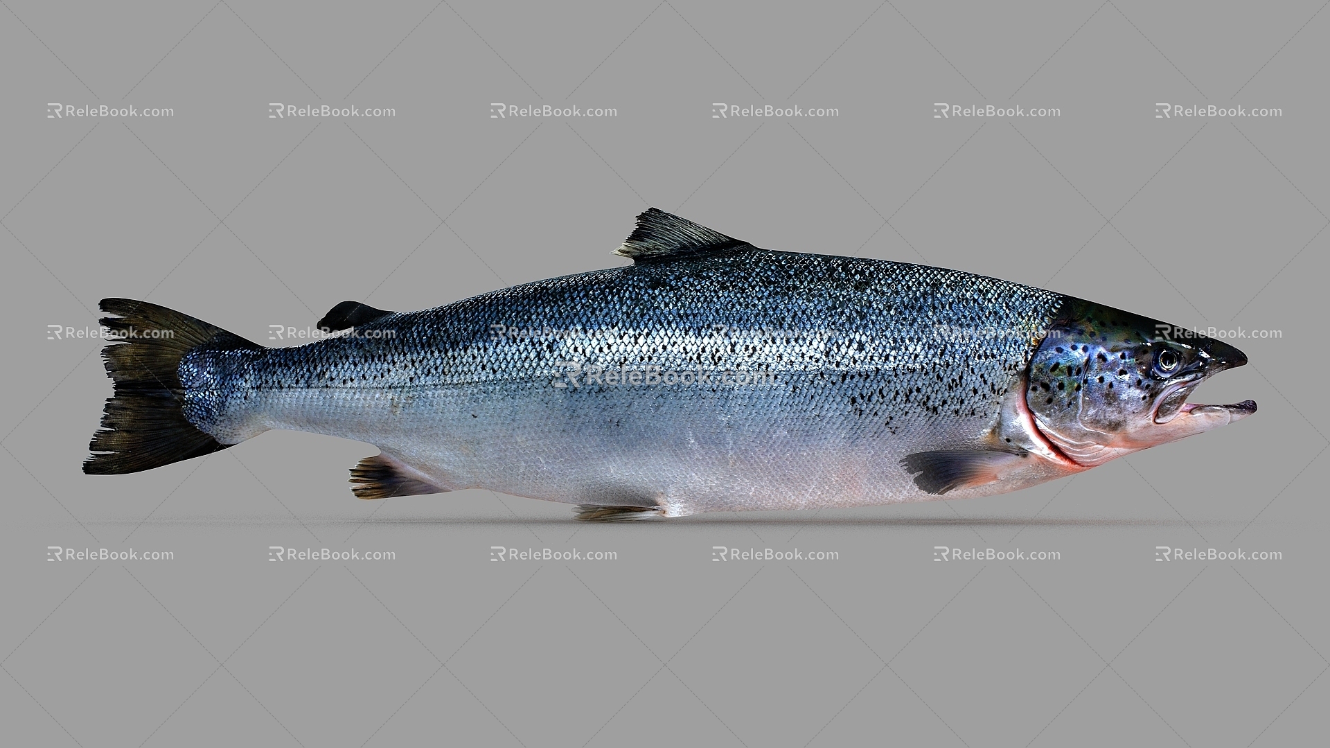 Salmon Atlantic Salmon North Trout Salmon Pot Fish Salmon Fish Fish Fish Fish 3d model