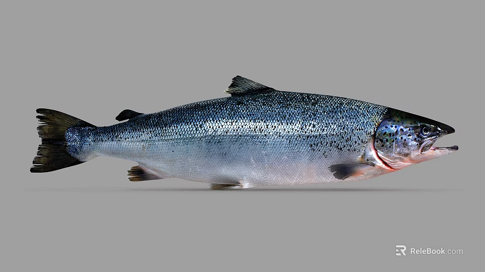 Fresh Whole Salmon Aquatic Animal With Silver Scales Red Head And Black Spots 3d model 