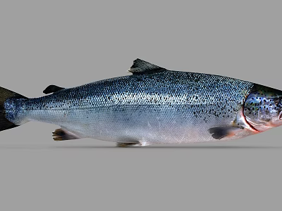 Fresh Whole Salmon Aquatic Animal With Silver Scales Red Head And Black Spots 3d model