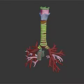 3D Anatomical Human Organ Model Showing Trachea Bronchi And Lung Structure