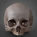 character skull bone 3d model
