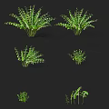Green Fern Plants With Different Sizes And Shapes Against Black Background