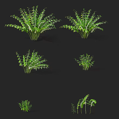 Green Fern Plants With Different Sizes And Shapes Against Black Background 3d model