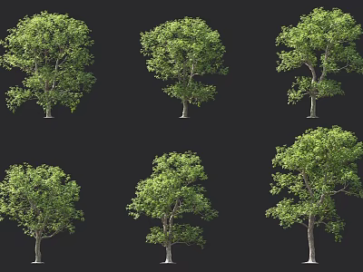 Display of Various Forms of Trees with Green Foliage and Different Shapes 3d model