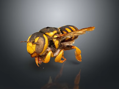 Yellow And Black Striped Insect Close Up View With Detailed Body Structure And Wings 3d model