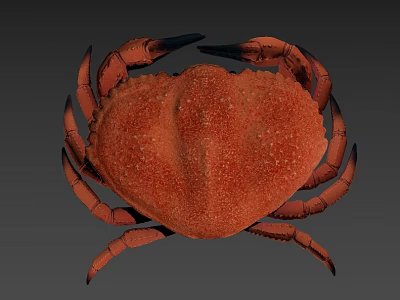 Red Aquatic Crab With Textured Shell And Extended Claws On Gray Surface 3d model