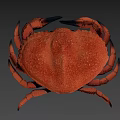 Red Aquatic Crab With Textured Shell And Extended Claws On Gray Surface