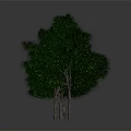 Green Trees with Slender Trunks and Lush Leaves Arranged in a Row Against Grey Background