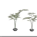 Two Bonsai Potted Plants with Lush Green Foliage Slender Stems in Dark Ceramic Pots