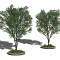 Lush Green Trees With Dark Trunks In Round Planters And Small Plants