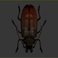 Large Beetle With Reddish Brown Elytra Metallic Sheen And Prominent Mandibles On Dark Background