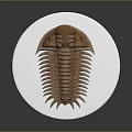 Trilobite Model Displayed On White Circular Platform With Intricate Details 3d model