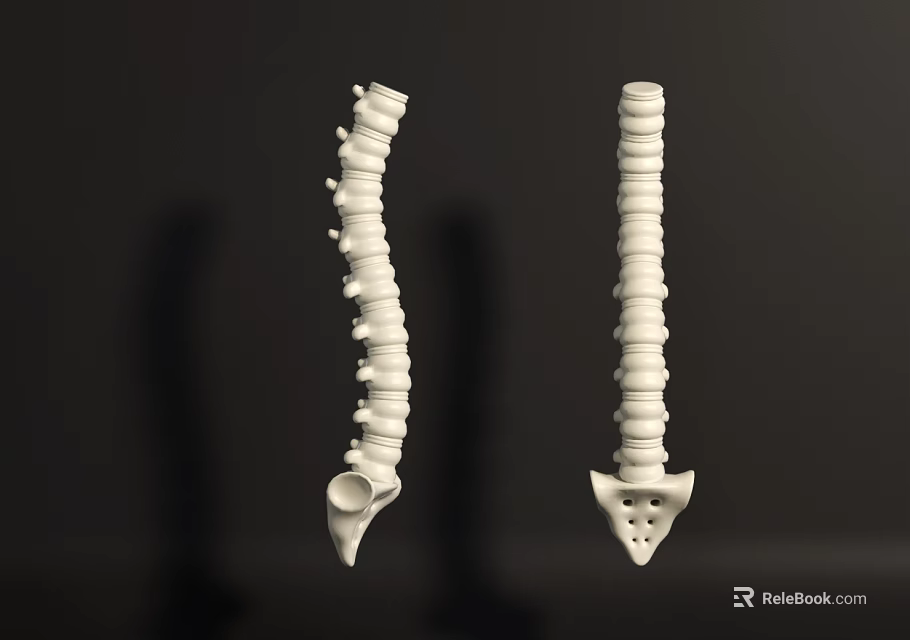 Two White Thoracic Spine Anatomical Models Displayed on Black Background with Shadows 3d model 