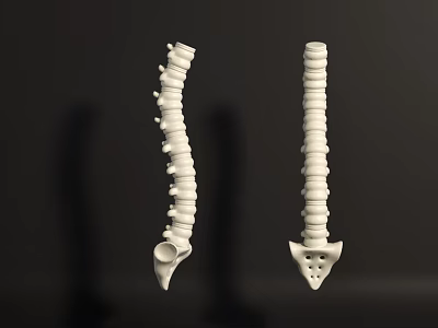 Two White Thoracic Spine Anatomical Models Displayed on Black Background with Shadows 3d model