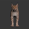 Realistic Wild Lynx with Spotted Fur Standing on Dark Background Showing Reflection 3d model