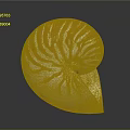 Nautilus Shell With Orange And White Stripes In Spiral Shape On Shiny Surface