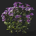 Vibrant Purple Flowers With Multiple Blooms Green Stems And Leaves On Black Background