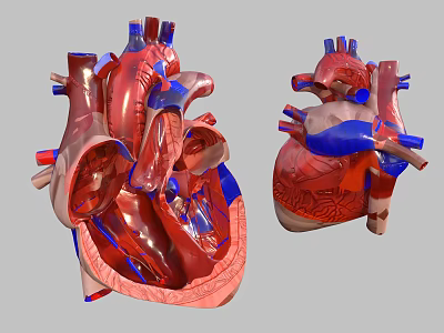 3D Rendered Human Heart Anatomical Model Internal External Structure Red Blue View 3d model