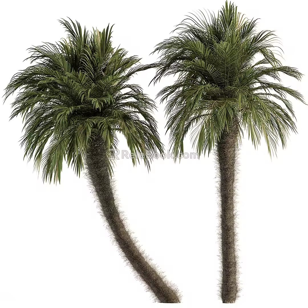 Big Palm Date Tree Fluffy Bark 3d model