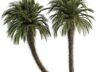 Big Palm Date Tree Fluffy Bark 3d model