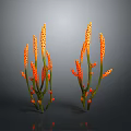 Orange Decorative Plants With Slender Stems And Yellow Spots For Indoor