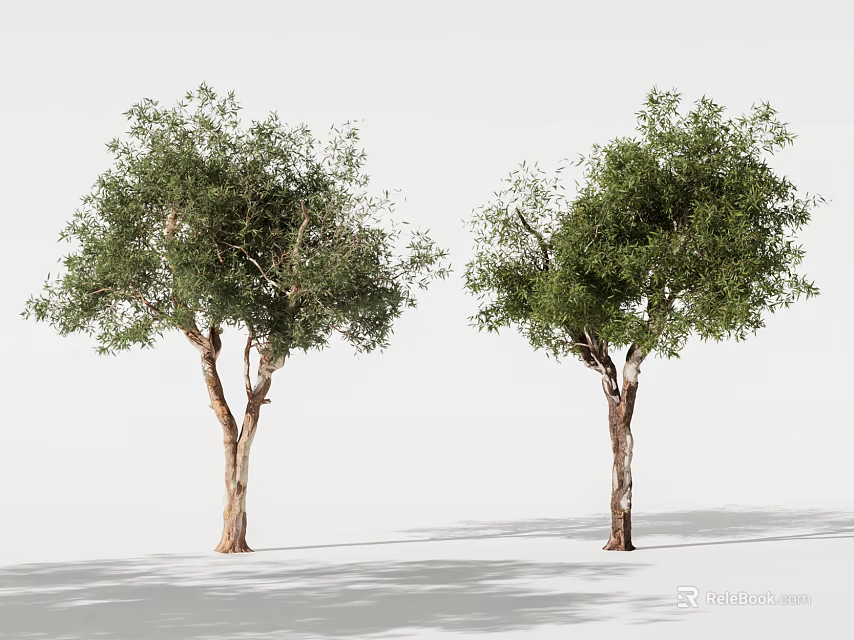Two Arbor Trees With Green Foliage Brown Trunks And Shadows On White Background 3d model