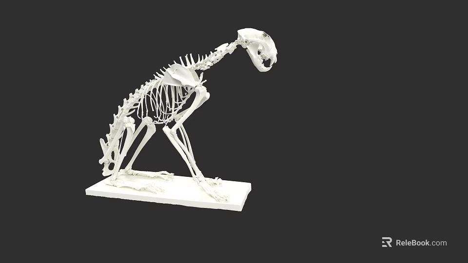 Detailed White Animal Skeleton Model On Display Stand With Black Background 3d model 