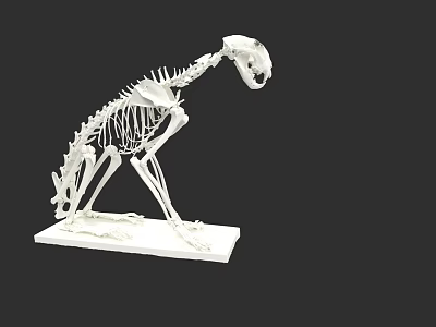 Detailed White Animal Skeleton Model On Display Stand With Black Background 3d model
