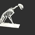 Detailed White Animal Skeleton Model On Display Stand With Black Background