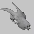 White Horned Animal Skull Display On Dark Background With Detailed Features
