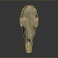 Detailed Animal Skull Anatomical Model Medical Device For Medical Education