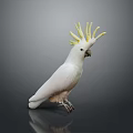 White Cockatoo with Yellow Crest Standing on Shiny Surface Against Gray Background