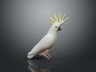 White Cockatoo with Yellow Crest Standing on Shiny Surface Against Gray Background 3d model