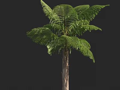 Tall Arbor With Lush Green Fronds And Brown Trunk In Natural Environment 3d model